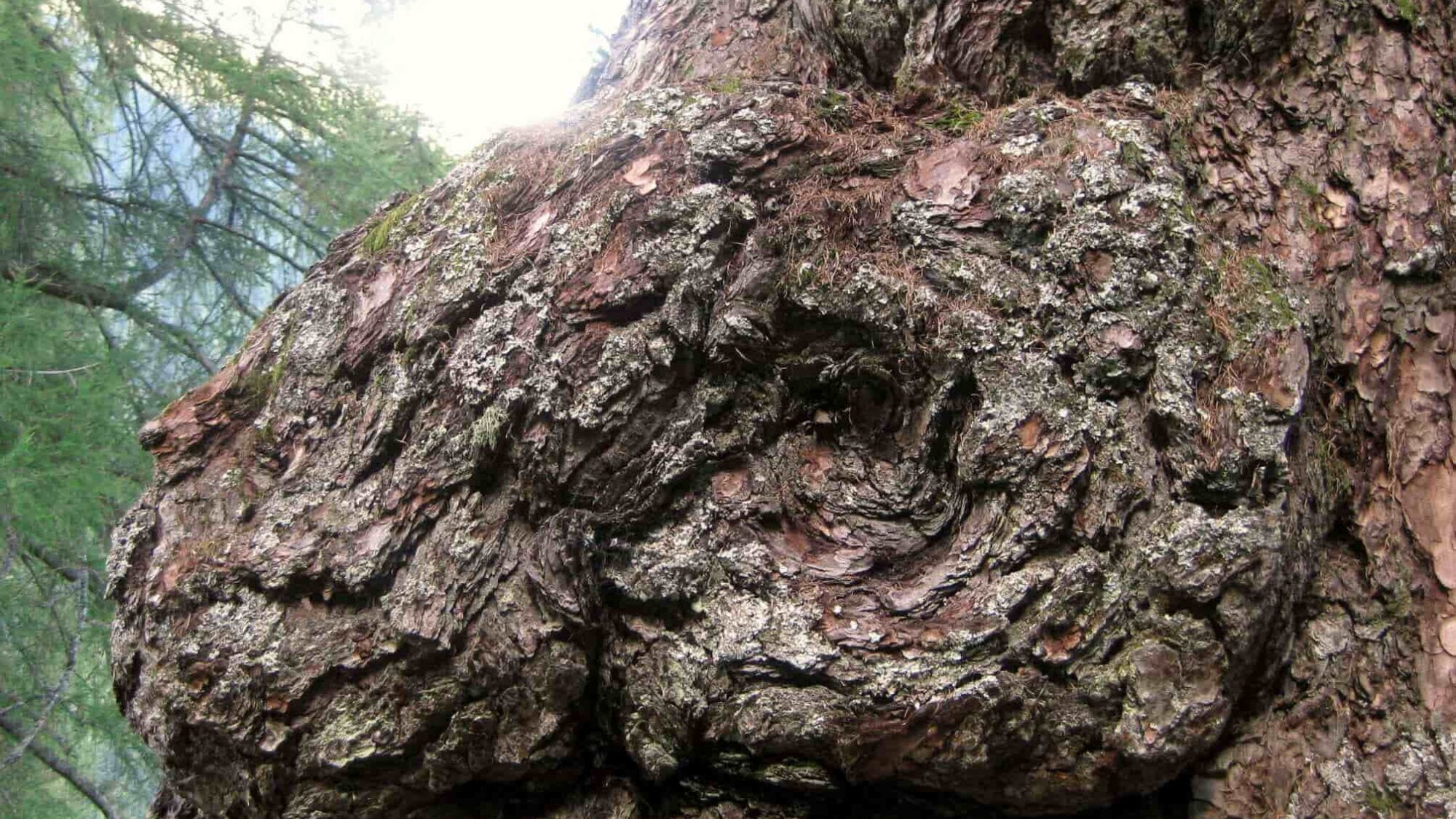 Ein Teil einer alten Kiefer wie ein verknorpeltes Gesicht.