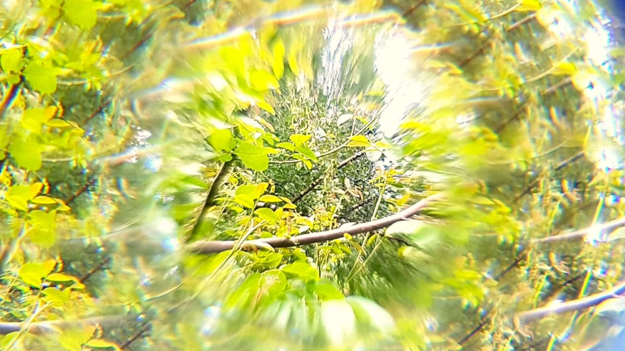 Im Kaleidoskop zeigt sich Natur in Facetten