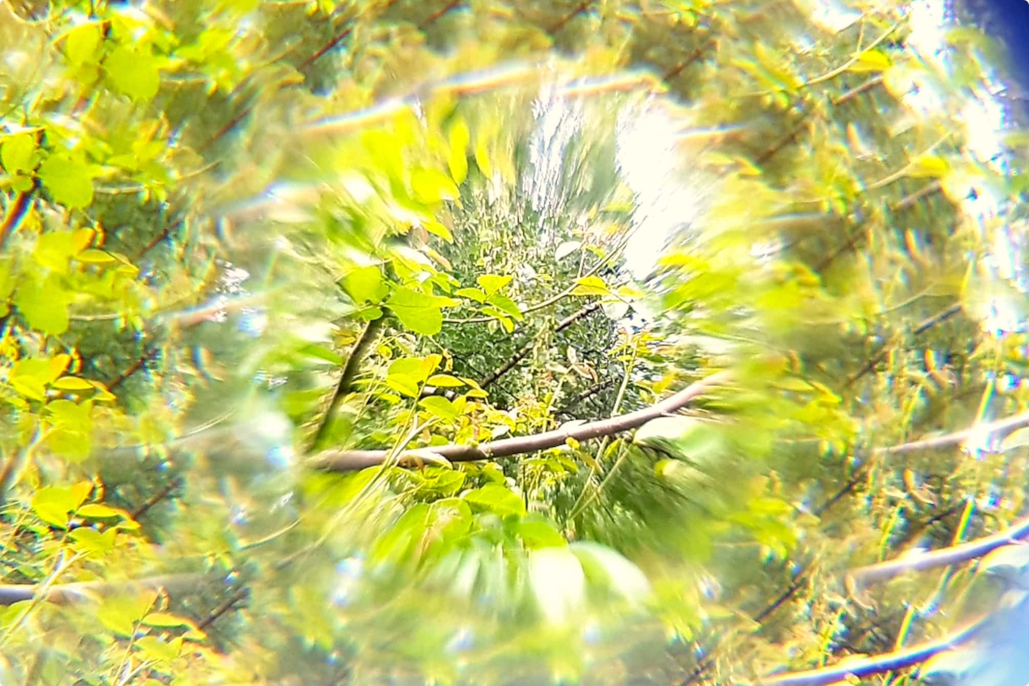 Im Kaleidoskop zeigt sich Natur in Facetten