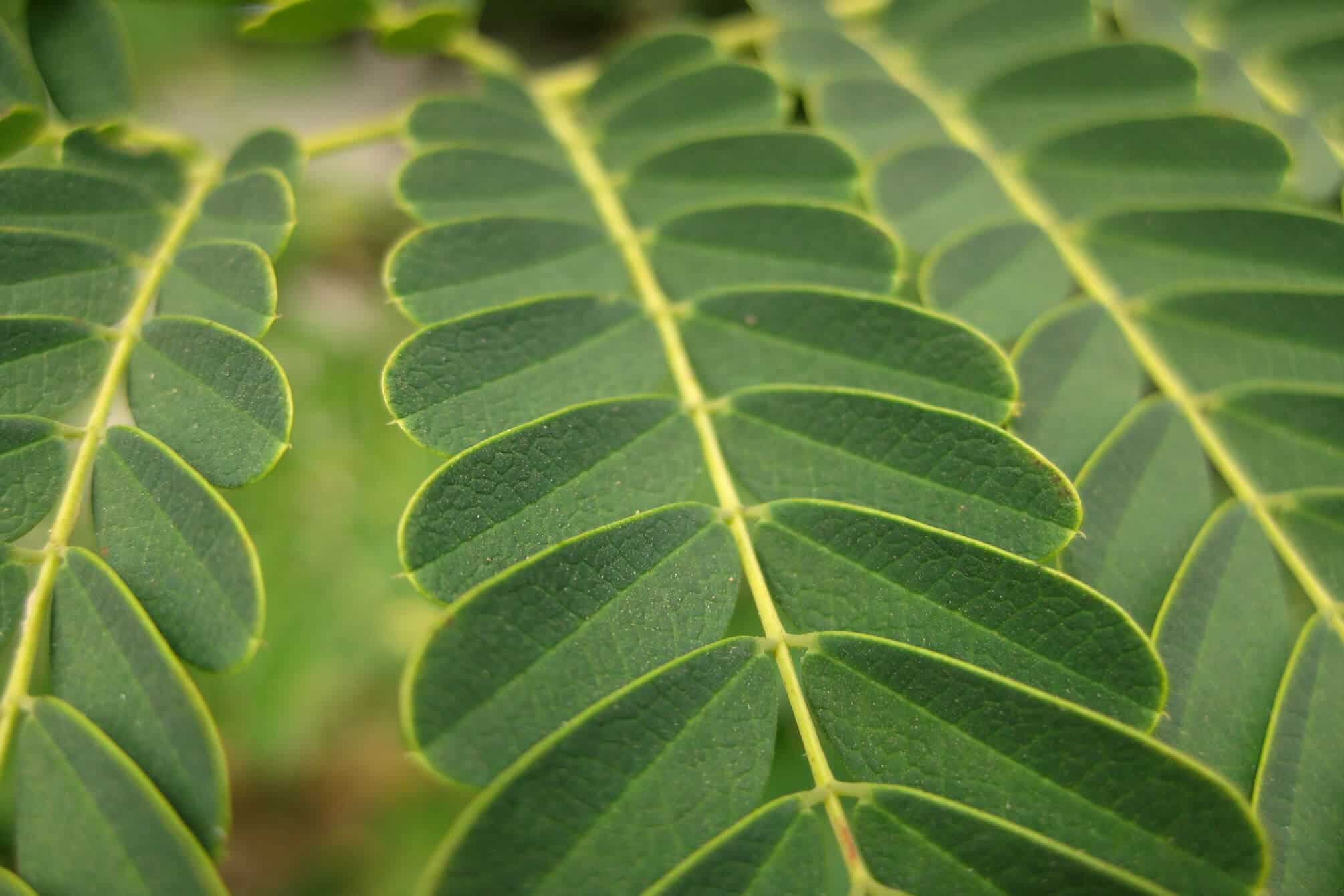 Nahaufnahme von langstieligen, gruenen Blaettern.
