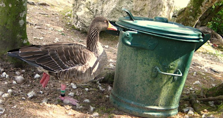 Meditierende Ente vor einem Mülleimer.