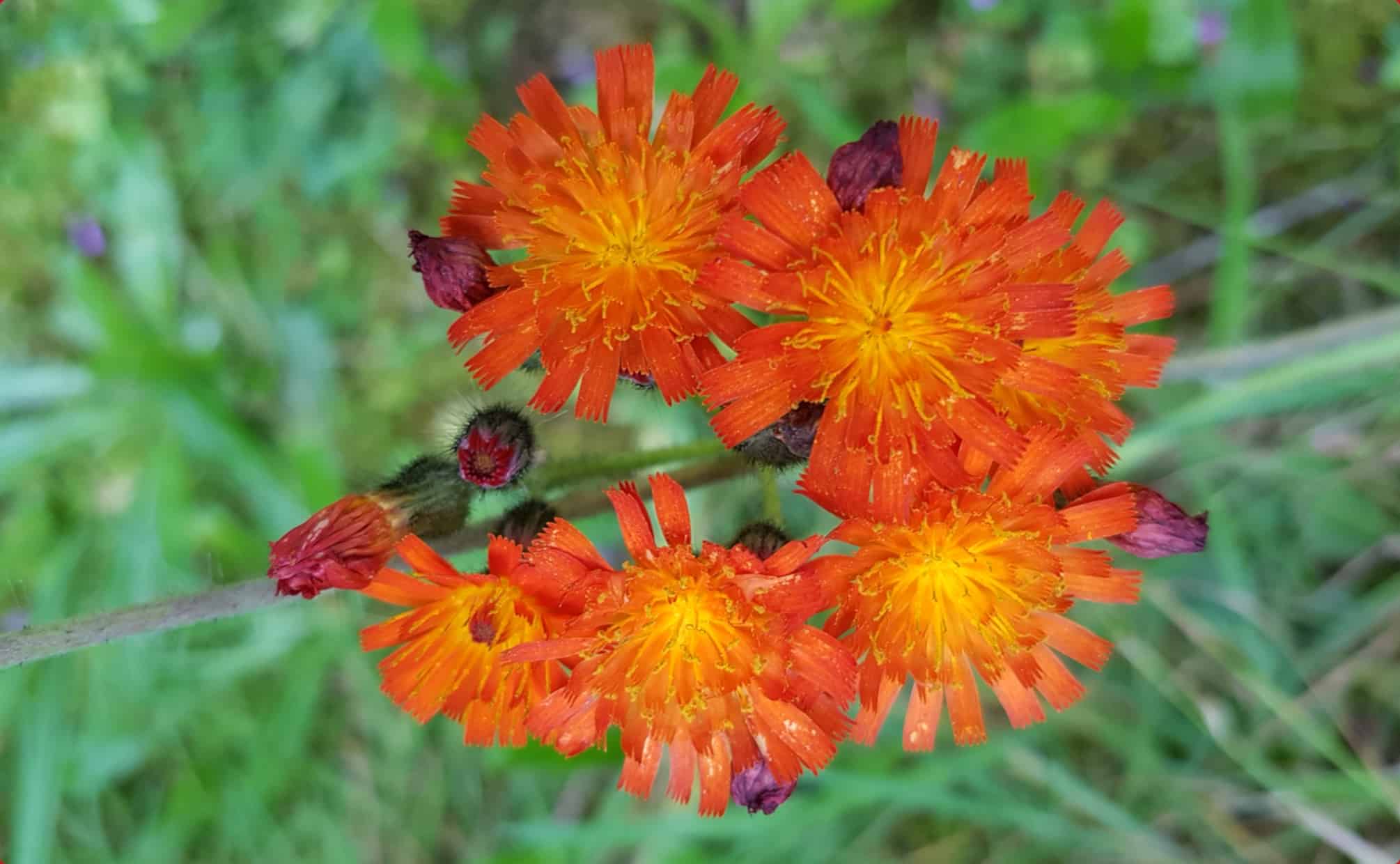 Mehrere orangefarbene Leberblümchen gucken direkt in die Kamera.