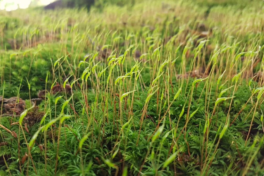 Viele grüne, junge Sämlinge auf einer bemoosten Wiese.